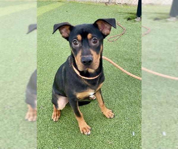 Medium Photo #1 Labrador Retriever-Unknown Mix Puppy For Sale in Pasadena, TX, USA