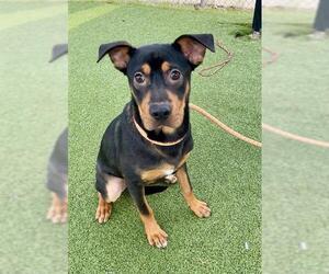 Labrador Retriever-Unknown Mix Dogs for adoption in Pasadena, TX, USA