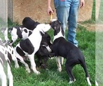 Small Photo #20 Great Dane Puppy For Sale in SPRAGGS, PA, USA