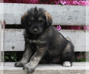 Poodle (Standard)-Siberian Husky Mix Puppy for sale in FREDERICKSBURG, OH, USA