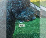 Small Goldendoodle (Miniature)