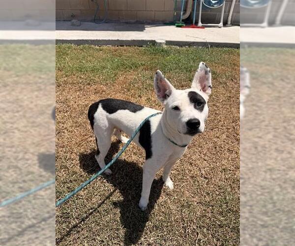 Medium Photo #2 American Pit Bull Terrier-Unknown Mix Puppy For Sale in Corpus Christi, TX, USA