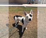 Small #1 American Pit Bull Terrier Mix