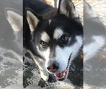 Small #5 Alusky