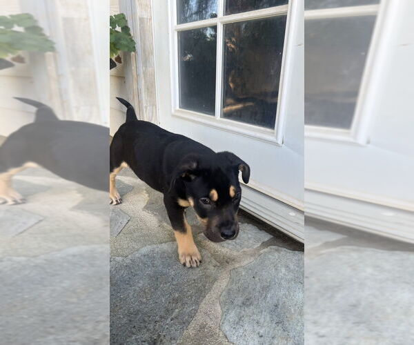 Medium Photo #3 Rottweiler-Unknown Mix Puppy For Sale in Dana Point, CA, USA