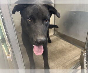 German Shepherd Dog-Unknown Mix Dogs for adoption in San Bernardino, CA, USA