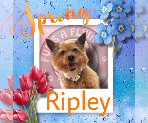 Medium Photo #7 Mutt Puppy For Sale in St. Louis Park, MN, USA