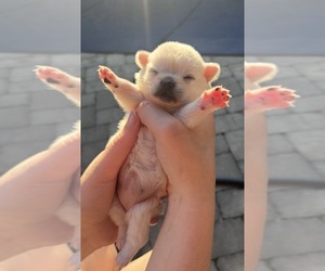 Miniature Spitz-Pug Mix Puppy for sale in THOMASVILLE, NC, USA