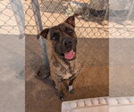 MAGNUM - Male Mastiff-Unknown Mix Dog for Adoption - Small photo