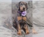 Small Photo #12 Doberman Pinscher Puppy For Sale in POMEROY, OH, USA