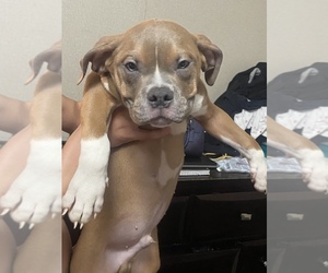 American Bully Puppy for sale in HORSESHOE BAY, TX, USA