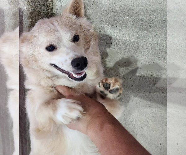 Medium Photo #2 Unknown-pomeranian spitz Mix Puppy For Sale in Agoura Hills, CA, USA