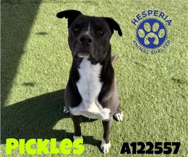 Medium Photo #1 Mutt Puppy For Sale in HESPERIA, CA, USA