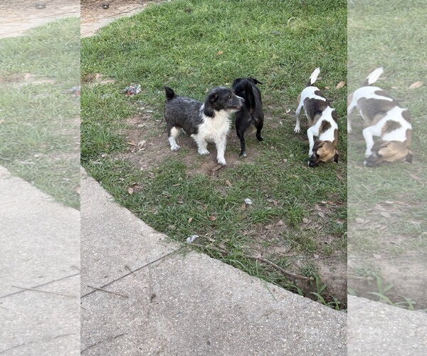 Medium Photo #3 Rat Terrier-Unknown Mix Puppy For Sale in Oakhurst, NJ, USA