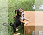 Small Photo #5 Mutt Puppy For Sale in garner, NC, USA