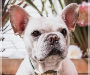 French Bulldog Dogs for adoption in San Ramon, CA, USA