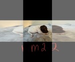 Small Photo #5 German Shorthaired Pointer Puppy For Sale in FULTON, MO, USA
