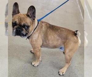 French Bulldog Dogs for adoption in West Valley, UT, USA