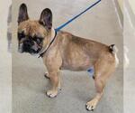 Small French Bulldog