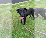 Small #1 Mutt