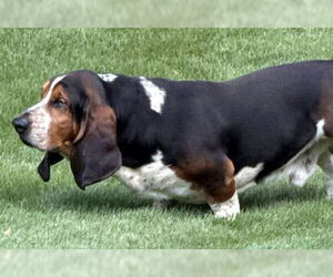 Basset Hound Dogs for adoption in Deepwater, NJ, USA