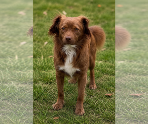 Mutt Dogs for adoption in Thomasville, NC, USA