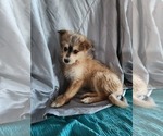 Puppy 2 Poodle (Toy)-Siberian Husky Mix