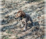 Small Photo #4 German Shorthaired Pointer Puppy For Sale in ELNORA, IN, USA