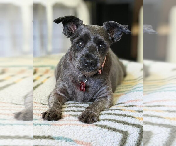 Medium Photo #2 Miniature Schnauzer-Unknown Mix Puppy For Sale in Grafton, WI, USA