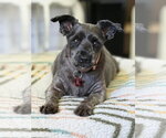 Small #1 Miniature Schnauzer Mix