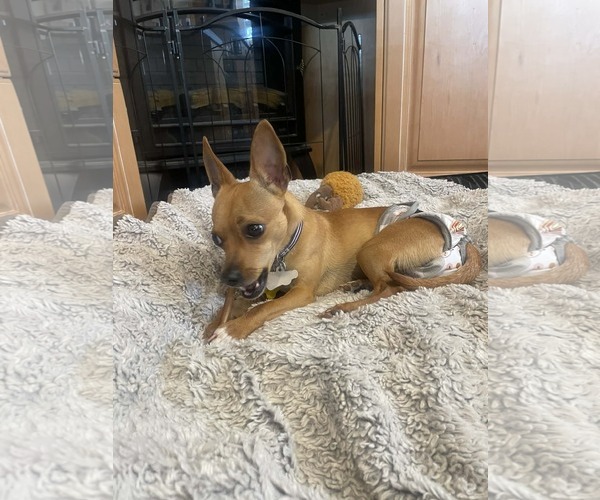 Medium Photo #8 Chihuahua Puppy For Sale in Sandy, UT, USA