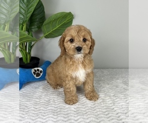 Cockapoo Puppy for Sale in FRANKLIN, Indiana USA