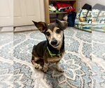 Small #8 Dachshund Mix
