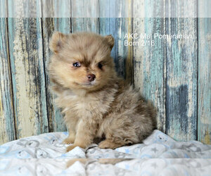 Pomeranian Puppy for sale in NILES, MI, USA