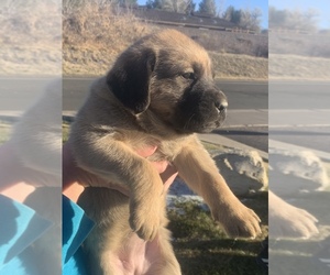 Labrador Retriever Puppy for sale in CASTLE ROCK, CO, USA