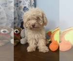 BichPoo puppies - Male Bichpoo Puppy for Sale - Photo #39
