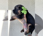 Small #21 German Shepherd Dog
