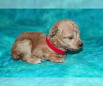 Small Photo #3 Poodle (Toy) Puppy For Sale in GRAY, LA, USA