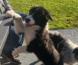 Border Collie Puppy for sale in BECKLEY, WV, USA