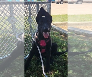 German Shepherd Dog Puppy for sale in NAVASOTA, TX, USA