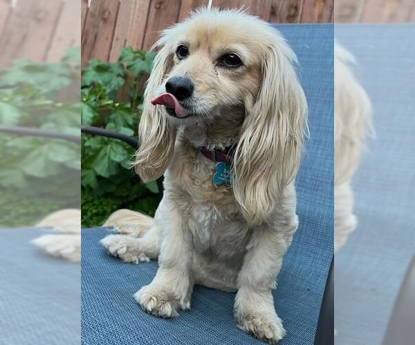 Medium Photo #1 Cavalier King Charles Spaniel-Dachshund Mix Puppy For Sale in Los Angeles, CA, USA