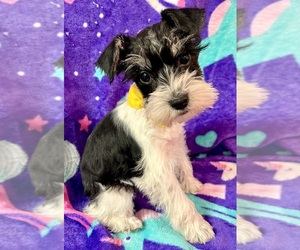 Schnauzer (Miniature) Puppy for sale in POLLOK, TX, USA