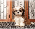 Puppy Luke Shih Tzu
