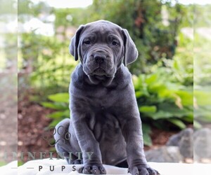 Cane Corso Puppy for sale in LANCASTER, PA, USA