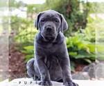 Small Cane Corso
