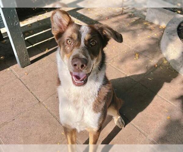 Medium Photo #1 Australian Shepherd Puppy For Sale in Pasadena, CA, USA