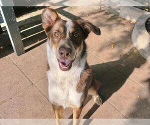 Australian Shepherd Dogs for adoption in Pasadena, CA, USA