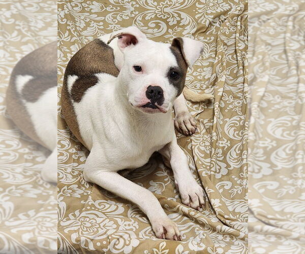 Medium Photo #1 Mutt Puppy For Sale in Hilton Head, SC, USA