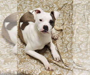 Mutt Dogs for adoption in Hilton Head, SC, USA