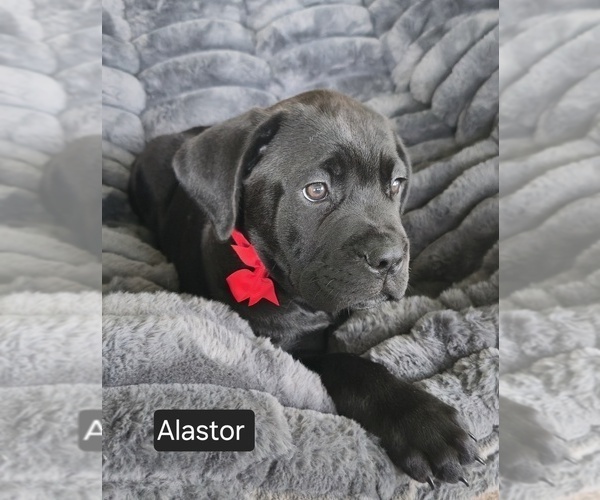 Medium Photo #7 Cane Corso Puppy For Sale in MINERAL WELLS, WV, USA